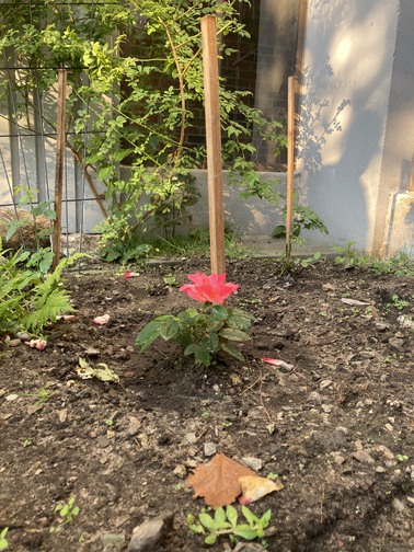 Eesti Kodu rose.