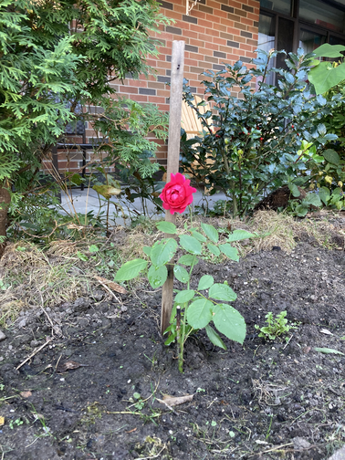 Belgravia Rose