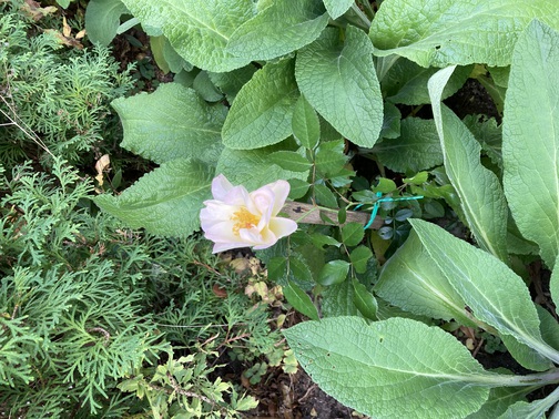 Eesti Kodu rose.