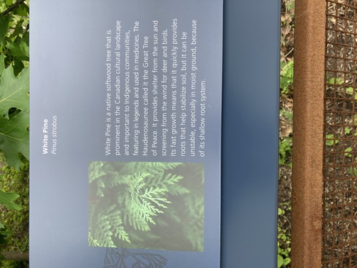That's not a White Pine!