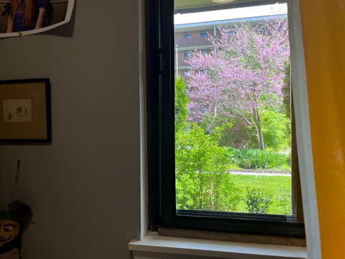 The Cercis tree outside our apartment.